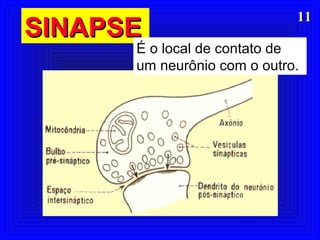 1111
SINAPSESINAPSE
É o local de contato de
um neurônio com o outro.
 