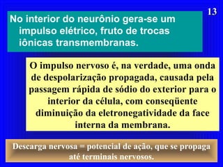 1313
No interior do neurônio gera-se um
impulso elétrico, fruto de trocas
iônicas transmembranas.
O impulso nervoso é, na verdade, uma onda
de despolarização propagada, causada pela
passagem rápida de sódio do exterior para o
interior da célula, com conseqüente
diminuição da eletronegatividade da face
interna da membrana.
Descarga nervosa = potencial de ação, que se propaga
até terminais nervosos.
 