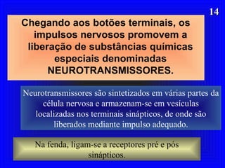 1414
Chegando aos botões terminais, os
impulsos nervosos promovem a
liberação de substâncias químicas
especiais denominadas
NEUROTRANSMISSORES.
Neurotransmissores são sintetizados em várias partes da
célula nervosa e armazenam-se em vesículas
localizadas nos terminais sinápticos, de onde são
liberados mediante impulso adequado.
Na fenda, ligam-se a receptores pré e pós
sinápticos.
 