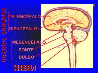 66
TELENCÉFALOTELENCÉFALO
MESENCÉFALOMESENCÉFALO
DIENCÉFALODIENCÉFALO
PONTEPONTE
BULBOBULBO
 