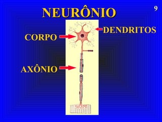 99
NEURÔNIONEURÔNIO
AXÔNIO
CORPO
DENDRITOS
 