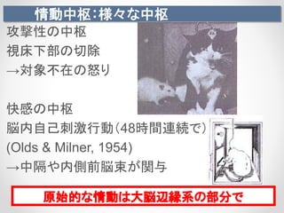 情動中枢：様々な中枢
攻撃性の中枢
視床下部の切除
→対象不在の怒り
快感の中枢
脳内自己刺激行動（48時間連続で）
(Olds & Milner, 1954)
→中隔や内側前脳束が関与
原始的な情動は大脳辺縁系の部分で
 