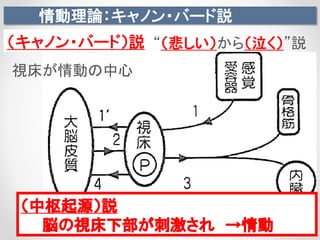 情動理論：キャノン・バード説
（キャノン・バード）説
（中枢起源）説
脳の視床下部が刺激され →情動
“（悲しい）から（泣く）”説
視床が情動の中心
 