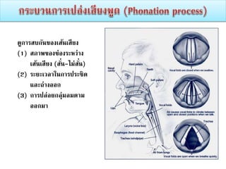ดูการสบกันของเส้นเสียง
(1) สภาพของช่องระหว่าง
เส้นเสียง (สั่น-ไม่สั่น)
(2) ระยะเวลาในการประชิด
และถ่างออก
(3) การปล่อยกลุ่มลมตาม
ออกมา
 