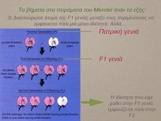 Τα βήματα στα πειράματα του Mendel ήταν τα εξής:
3) Διασταύρωσε άτομα της F1 γενιάς μεταξύ τους περιμένοντας να
εμφανιστεί πάλι μια μόνο ιδιότητα. Αλλά....
Η ιδιότητα που είχε
χαθεί στην F1 γενιά,
εμφανίζεται πάλι στην
F2
Πατρική γενιά
F1 γενιά
 
