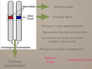Αλληλόμορφα
Γενετική θέση
Ελέγχουν το ίδιο χαρακτηριστικό
Βρίσκονται στην ίδια γενετική θέση
Μπορεί να είναι ίδια ή διαφορετικά
Το ένα είναι πατρικής και το άλλο
μητρικής προέλευσης
Ετερόζυγο άτομο
Ομόζυγο
άτομοΟμόλογα
χρωμοσώματα
 