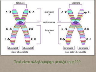 Ποιά είναι αλληλόμορφα μεταξύ τους???
 