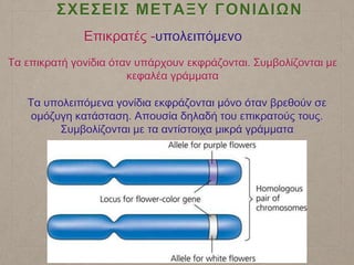 ΣΧΕΣΕΙΣ ΜΕΤΑΞΥ ΓΟΝΙΔΙΩΝ
Επικρατές -υπολειπόμενο
Τα επικρατή γονίδια όταν υπάρχουν εκφράζονται. Συμβολίζονται με
κεφαλέα γράμματα
Τα υπολειπόμενα γονίδια εκφράζονται μόνο όταν βρεθούν σε
ομόζυγη κατάσταση. Απουσία δηλαδή του επικρατούς τους.
Συμβολίζονται με τα αντίστοιχα μικρά γράμματα
 