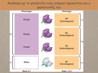 Ανάλογα με το γονότυπο ενός ατόμου προκύπτει και ο
φαινοτυπός του
 
