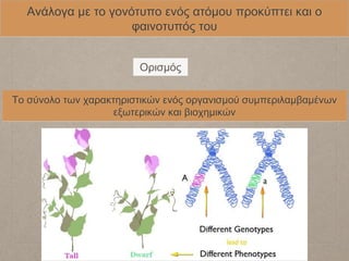 Ανάλογα με το γονότυπο ενός ατόμου προκύπτει και ο
φαινοτυπός του
Το σύνολο των χαρακτηριστικών ενός οργανισμού συμπεριλαμβαμένων
εξωτερικών και βιοχημικών
Ορισμός
 