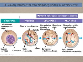 Η μείωση αποτελείται από διάφορες φάσεις οι οποίες είναι:
 