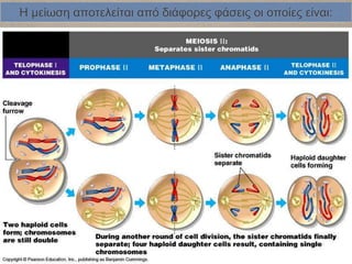 Η μείωση αποτελείται από διάφορες φάσεις οι οποίες είναι:
 
