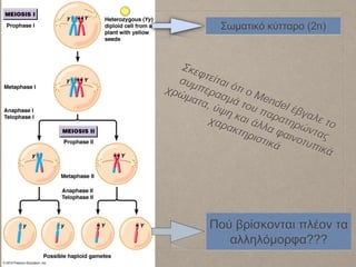 Πού βρίσκονται πλέον τα
αλληλόμορφα???
Σωματικό κύτταρο (2n)
 