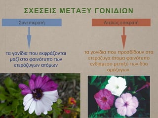ΣΧΕΣΕΙΣ ΜΕΤΑΞΥ ΓΟΝΙΔΙΩΝ
τα γονίδια που προσδίδουν στα
ετερόζυγα άτομα φαινότυπο
ενδιάμεσο μεταξύ των δύο
ομόζυγων.
τα γονίδια που εκφράζονται
μαζί στο φαινότυπο των
ετερόζυγων ατόμων
Ατελώς επικρατήΣυνεπικρατή
 