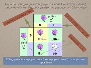 Βήμα 3ο : φτιάχνουμε ένα τετράγωνο Punnett και κάνουμε όλους
τους πιθανούς συνδιασμούς μεταξύ των γαμετών των δύο γονέων
Τέλος γράφουμε την γονοτυπική και την φαινοτυπική αναλογία που
προκύπτει
 