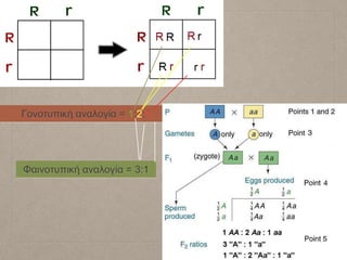 Γονοτυπική αναλογία = 1:2:1
Φαινοτυπική αναλογία = 3:1
 