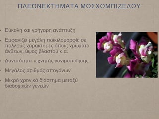 ΠΛΕΟΝΕΚΤΗΜΑΤΑ ΜΟΣΧΟΜΠΙΖΕΛΟΥ
• Εύκολη και γρήγορη ανάπτυξη
• Εμφανίζει μεγάλη ποικιλομορφία σε
πολλούς χαρακτήρες όπως χρώματα
άνθεων, ύψος βλαστού κ.α.
• Δυνατότητα τεχνητής γονιμοποίησης
• Μεγάλος αριθμός απογόνων
• Μικρό χρονικό διάστημα μεταξύ
διαδοχικών γενεών
 