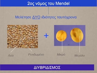 2oς νόμος του Mendel
Μελέτησε ΔΥΟ ιδιότητες ταυτόχρονα
ΜεγάλοΜικρόΡυτιδωμένοΛείο
+
ΔΙΥΒΡΙΔΙΣΜΟΣ
 