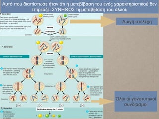 Αυτό που διαπίστωσε ήταν ότι η μεταβίβαση του ενός χαρακτηριστικού δεν
επιρεάζει ΣΥΝΗΘΩΣ τη μεταβίβαση του άλλου
Αμιγή στελέχη
Όλοι οι γονοτυπικοί
συνδιασμοί
 