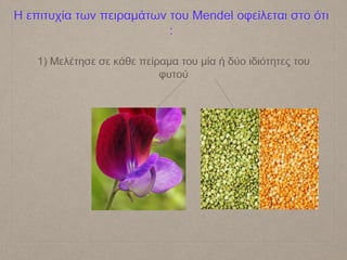 Η επιτυχία των πειραμάτων του Mendel οφείλεται στο ότι
:
1) Μελέτησε σε κάθε πείραμα του μία ή δύο ιδιότητες του
φυτού
 
