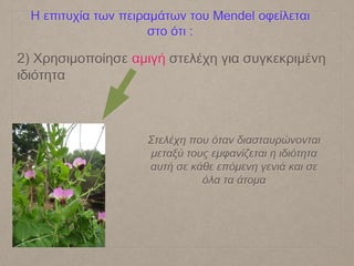 Η επιτυχία των πειραμάτων του Mendel οφείλεται
στο ότι :
2) Χρησιμοποίησε αμιγή στελέχη για συγκεκριμένη
ιδιότητα
Στελέχη που όταν διασταυρώνονται
μεταξύ τους εμφανίζεται η ιδιότητα
αυτή σε κάθε επόμενη γενιά και σε
όλα τα άτομα
 