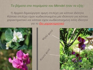 Τα βήματα στα πειράματα του Mendel ήταν τα εξής:
1) Αρχικά δημιούργησε αμιγή στελέχη για κάποια ιδιότητα.
Κάποια στελέχη είχαν κωδικοποιημένη μία ιδιόκτητα για κάποιο
χαρακτηριστικό και κάποια είχαν κωδικοποιημένη άλλη ιδίοτητα
για το ίδιο χαρακτηριστικό
 