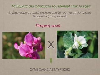Τα βήματα στα πειράματα του Mendel ήταν τα εξής:
2) Διασταύρωσε αμιγή στελέχη μεταξύ τους τα οποία έφεραν
διαφορετική πληροφορία
Χ
ΣΥΜΒΟΛΟ ΔΙΑΣΤΑΥΡΩΣΗΣ
Πατρική γενιά
 