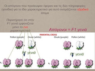 Οι απόγονοι που προέκυψαν έφεραν και τις δύο πληροφορίες
(γονίδια) για το ίδιο χαρακτηριστικό για αυτό ονομάζονται υβριδικά
άτομα
F1 γενιά
Παρατήρησε ότι στην
F1 γενιά εμφανίζεται
μόνο το ένα
χαρακτηριστικό
F1 γενιά
Απόγονοι = F1 γενιά
 