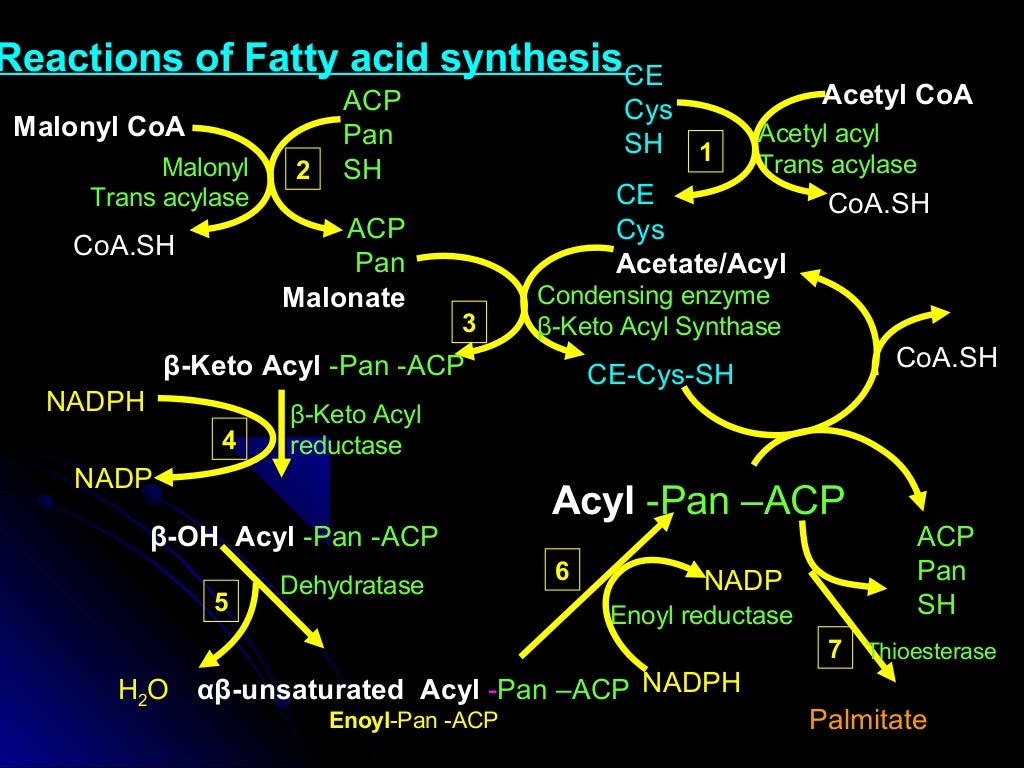Fatty acid synthesis patr 1