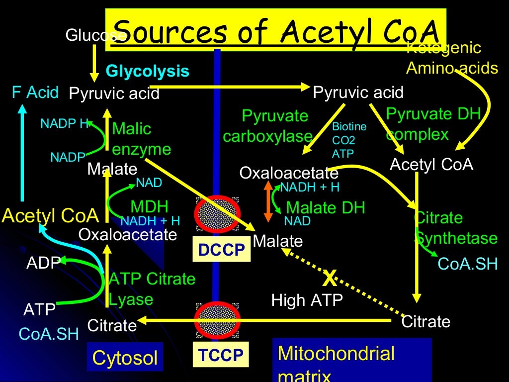 Fatty acid synthesis patr 1