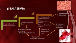 -TALASEMIA
Síntesis cadenas 
disminuida/ausente.
Exceso de cadenas 
libres.
1)  Producción Hb
total del eritrocito.
2) Eritropoyesis
ineficaz.
3) Proceso hemolítico
crónico.
 Síntesis cadenas , , .
 HbA2(22) y HbF (22)
Se precipitan → daño
membrana,
 deformabilidad eritrocito
 disminución
estabilidad membrana
En M.O. son
destruidos por
macrófagos.
Eritrocitos se
destruyen en
bazo
 