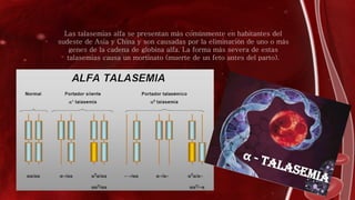 Las talasemias alfa se presentan más comúnmente en habitantes del
sudeste de Asia y China y son causadas por la eliminación de uno o más
genes de la cadena de globina alfa. La forma más severa de estas
talasemias causa un mortinato (muerte de un feto antes del parto).
 