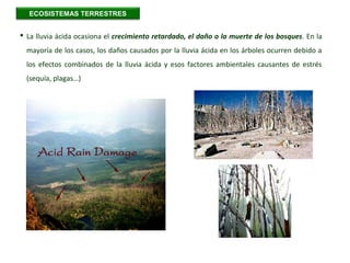  La lluvia ácida ocasiona el crecimiento retardado, el daño o la muerte de los bosques. En la
mayoría de los casos, los daños causados por la lluvia ácida en los árboles ocurren debido a
los efectos combinados de la lluvia ácida y esos factores ambientales causantes de estrés
(sequía, plagas…)
ECOSISTEMAS TERRESTRES
 