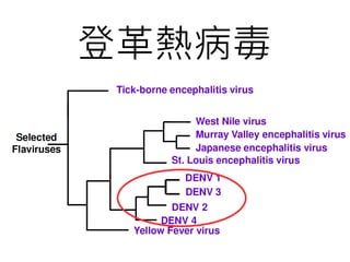 登革熱病毒
 