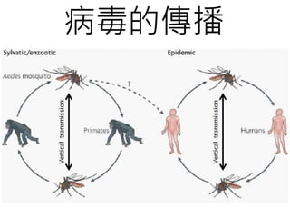 病毒的傳播
 