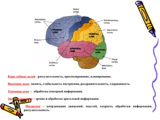 Кора лобных долей - рассудительность, прогнозирование, планирование.
Височная доля– память, стабильность настроения, раздражительность, сдержанность.
Теменная доля – обработка сенсорной информации.
Затылочная доля – зрение и обработка зрительной информации.
Мозжечок – координация движений, мыслей, скорость обработки информации,
рассудительность.
 
