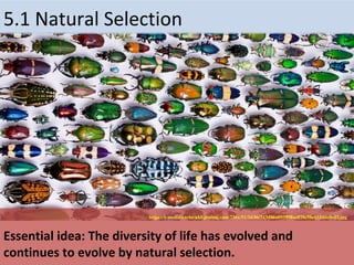 Essential idea: The diversity of life has evolved and
continues to evolve by natural selection.
5.1 Natural Selection
https://s-media-cache-ak0.pinimg.com/736x/51/3d/86/513d86a093998ac870e98e052dde0ed3.jpg
 