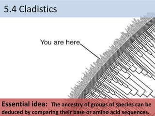5.4 Cladistics
Essential idea: The ancestry of groups of species can be
deduced by comparing their base or amino acid sequences.
 