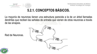 La mayoría de neuronas tienen una estructura parecida a la de un árbol llamadas
dendritas que reciben las señales de entrada que vienen de otras neuronas a través
de las sinapsis.
Red de Neuronas.
5.2.1. CONCEPTOS BÁSICOS.
 