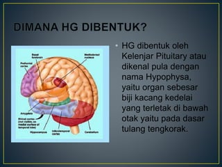 • HG dibentuk oleh
Kelenjar Pituitary atau
dikenal pula dengan
nama Hypophysa,
yaitu organ sebesar
biji kacang kedelai
yang terletak di bawah
otak yaitu pada dasar
tulang tengkorak.
 