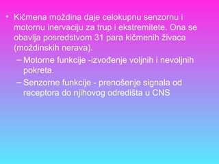 • Kičmena moždina daje celokupnu senzornu i
motornu inervaciju za trup i ekstremitete. Ona se
obavlja posredstvom 31 para kičmenih živaca
(moždinskih nerava).
– Motorne funkcije -izvođenje voljnih i nevoljnih
pokreta.
– Senzorne funkcije - prenošenje signala od
receptora do njihovog odredišta u CNS
 