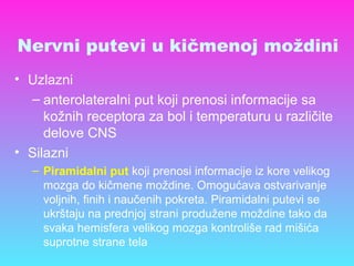 Nervni putevi u kičmenoj moždini
• Uzlazni
– anterolateralni put koji prenosi informacije sa
kožnih receptora za bol i temperaturu u različite
delove CNS
• Silazni
– Piramidalni put koji prenosi informacije iz kore velikog
mozga do kičmene moždine. Omogućava ostvarivanje
voljnih, finih i naučenih pokreta. Piramidalni putevi se
ukrštaju na prednjoj strani produžene moždine tako da
svaka hemisfera velikog mozga kontroliše rad mišića
suprotne strane tela
 