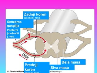 Zadnji koren
(Senztivni nerv)
Bela masa
Siva masa
Prednji
koren
Senzorna
ganglija
Periferni
(mešoviti
) nerv
 