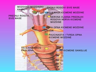 MOZDANO-MOZDINSKI
KANAL
ZADNJI ROGOVI SIVE MASE
BELA MASA KICMENE MOZDINE
PREDNJI ROGOVI
SIVE MASE
NERVNA VLAKNA PREDNJIH
ROGOVA NERVA KICMENE
MOZDINE
MEKA OPNA KICMENE MOZDINE
LIKVOR
PAUCINASTA I TVRDA OPNA
KICMENE MOZDINE
TELO KICMENOG
PRSLJENA KICMENE GANGLIJE
 