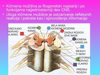 • Kičmena moždina je filogenetski najstariji i po
funkcijama najjednostavniji deo CNS.
• Uloga kičmene moždine je ostvarivanje refleksnih
reakcija i pokreta kao i sprovođenje informacija
ZADNJI ROGOVI
SIVE MASE
KICMENA
GANGLIJA
BELA MASA
KICMENE MOZDINEKICMENI
KANAL
MESOVI
TI NERV
MOTORNO
NERVNO
VLAKNO
PREDNJI
ROGOVI
OSECAJNO
NERVNO
VLAKNO
 