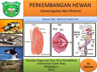 PERKEMBANGAN HEWAN
Osmoregulasi dan Ekskresi
Fakultas Keguruan Dan Ilmu Pendidikan
Universitas Islam Riau
Pekanbaru
2013
5A
BIOLOGI
Disusun Oleh : Revina Sri Utami.S.Pd
 