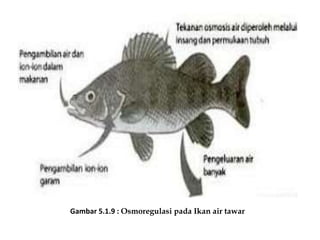 75+ Jelaskan Osmoregulasi Pada Ikan Air Tawar Dan Ikan Air Laut HD