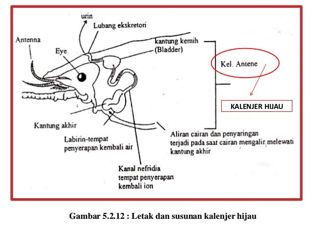 Download 73 Koleksi Gambar Ginjal Nefridia Paling Bagus 