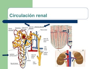 Circulación renal
 
