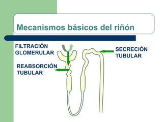 Mecanismos básicos del riñón
FILTRACIÓN
GLOMERULAR
REABSORCIÓN
TUBULAR
SECRECIÓN
TUBULAR
 